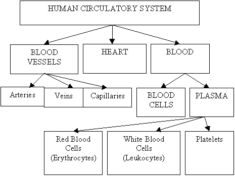 circulatory system of frog diagram. Respiration and circulatory system diagrams / ~process of circulatory system