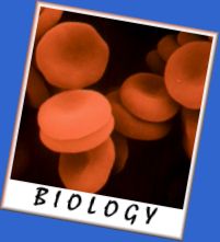 Biology - Red Blood Cells