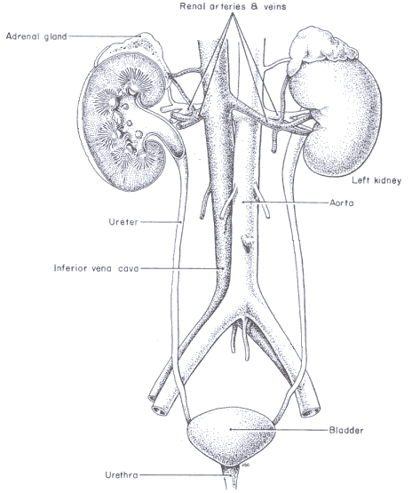 Excretory